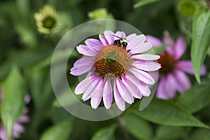 Bumble bee with legs covered in pollen suckling on pale purple echinacea purpurea flower