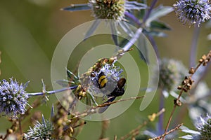 closeup of bumble bee on purple thistle or Echinops bannaticus