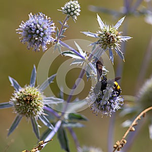 closeup of bumble bee on purple thistle or Echinops bannaticus