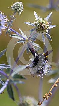 closeup of bumble bee on purple thistle or Echinops bannaticus