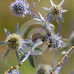 closeup of bumble bee on purple thistle or Echinops bannaticus