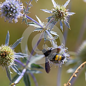 closeup of bumble bee on purple thistle or Echinops bannaticus