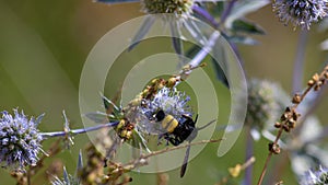 closeup of bumble bee on purple thistle or Echinops bannaticus