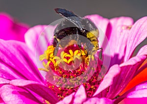 A closeup of bumble bee sitting on a zinnia.