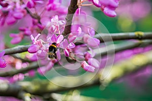 Closeup of a Bumblebee Bombus pascuorum harvesting pollen from pink Judas-tree Cercis siliquastrum blossom in a spring day.