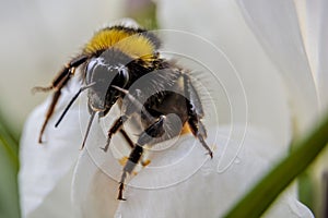 Closeup, bumblebee on Crocus
