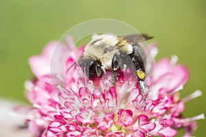 Closeup of Bumblebee Feasting on Freshly Bloomed Sedum