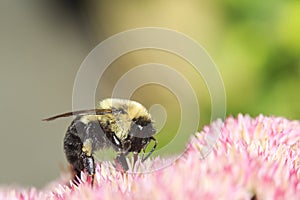 Closeup of Bumblebee Feasting on Freshly Bloomed Sedum