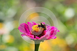 Bumblebee Feeding on Pink Zinnia