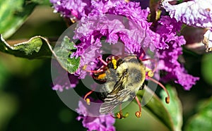 Closeup of a bumblebee and a floral background