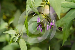 A closeup of a bumblebee flying towards the flowers of Solanum dulcamara nightshade. Natural green background.