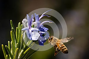 Closeup of a bumblebee flying towards a rosemary flower in a field under the sunlight