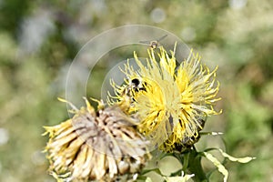 Closeup of a bumblebee pollinating a bighead knapweed growing in a garden on a sunny day