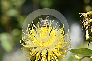 Closeup of a bumblebee pollinating a bighead knapweed growing in a garden on a sunny day