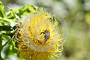 Closeup of a bumblebee pollinating a bighead knapweed growing in a garden on a sunny day