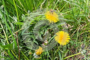 Bumblebee on a dandelion
