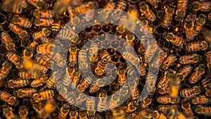 Closeup of a bunch bees swarming on honeycomb in apiary. Working bees