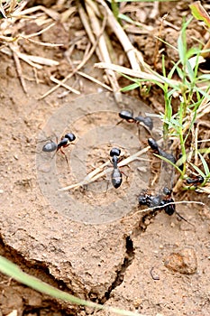 Closeup the bunch black ants running the garden with soil soft focus natural green brown background