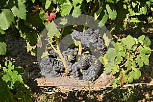 Closeup of a bunch of black grapes in sunlight