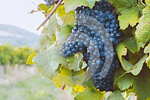 Closeup of bunch of blue grapes growing in vineyard