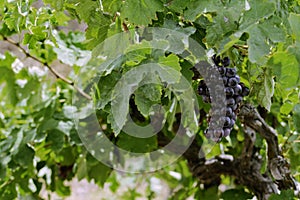 Closeup a bunch of dark grapes,Greece