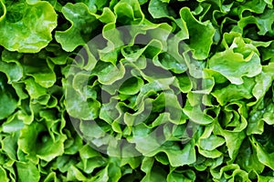 Closeup of a bunch of fresh, organic green salad, lettuce made w
