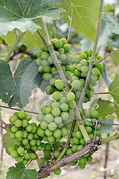 Closeup of bunch of grapes in the vine