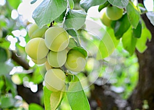 Bunch of greengage plums on tree photo