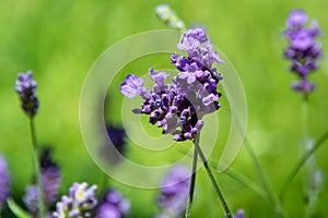 Closeup of a bunch of lavender against green field