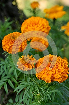 closeup the bunch orange marigold flower with bud growing with leaves in the garden soft focus green brown background