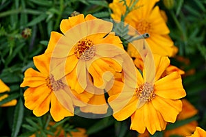 Closeup the bunch orange marigold flower with leaves in the garden over out of focus green background