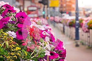 Closeup of Bunch of purple and light pink flowers on a street