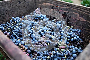 Closeup of bunch of red grape