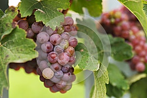 Closeup of a bunch of red grapes on grapevine