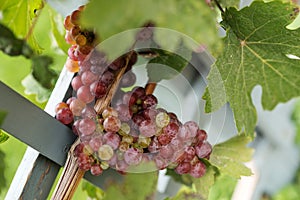 Closeup of a bunch of red grapes on grapevine