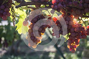bunch of red grappes in a vineyard by sunny day