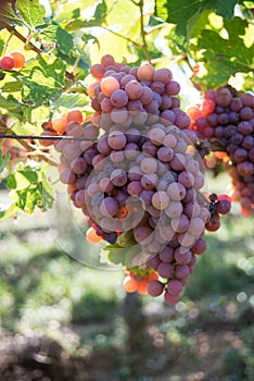 bunch of red grappes in a vineyard by sunny day
