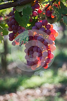 bunch of red grappes in a vineyard by sunny day