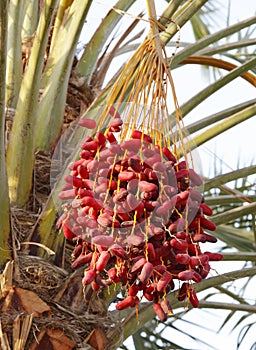 Closeup of a bunch of red Kimri & khalal dates