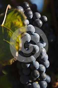 Closeup of a bunch of red wine grapes