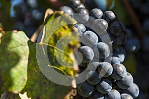 Closeup of a bunch of red wine grapes