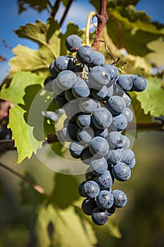 Closeup of a bunch of red wine grapes