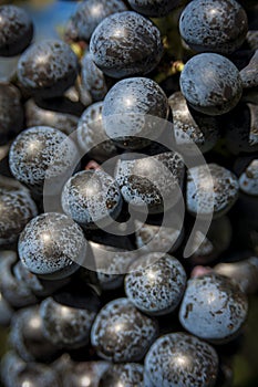 Closeup of a bunch of red wine grapes