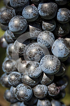 Closeup of a bunch of red wine grapes