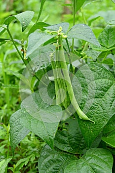 closeup the bunch ripe green soybean pods with leaves and plant growing in the farm soft focus natural green brown background