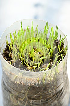 closeup the bunch ripe green wheat stitch plant soil heap and growing with leaves in the plastic pot soft focus natural grey brown