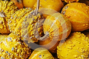 Closeup, of a bunch of ripe small pumpkins captured the market fo