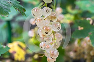 Closeup of bunch of ripe white currant on the shrub. photo