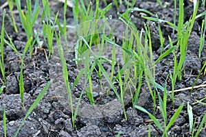 Closeup the bunch small ripe green wheat stitch plant soil heap in the farm over out of focus green brown background