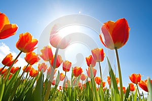 closeup of a bunch of tulips against a sunny sky background